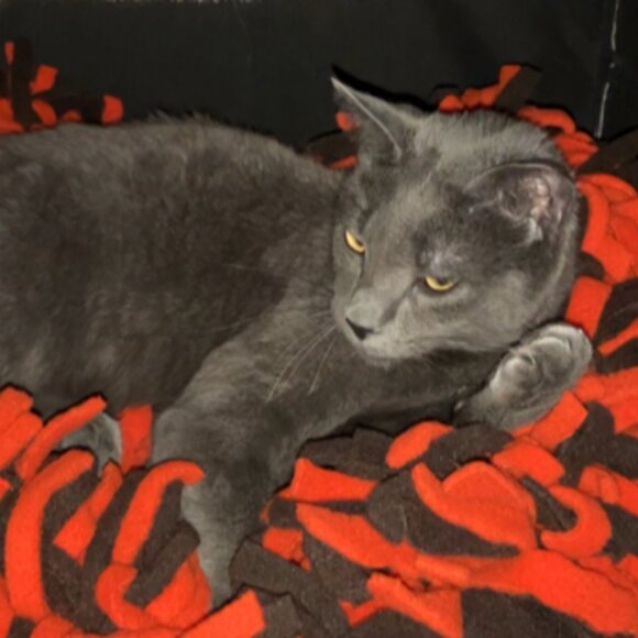 CLE Browns Colors "keep me safe and warm" fleece boa bed for cats and/or dogs - Picture 4 of 9